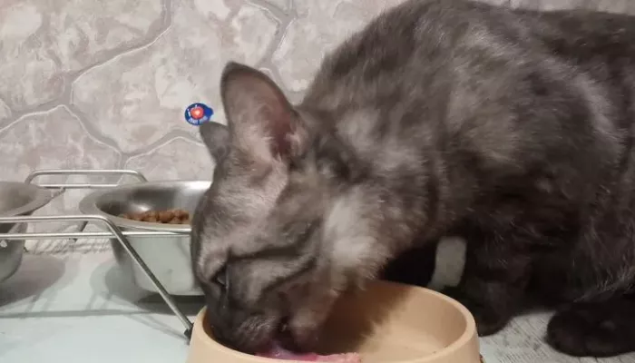 Котенка за 3 млн рублей продают в Барнауле. Что в нем особенного