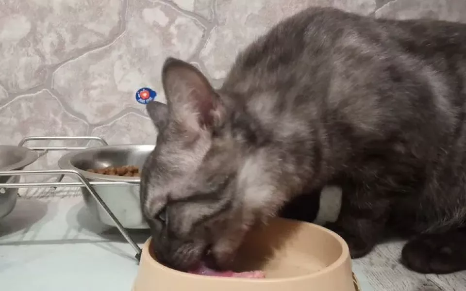 Котенка за 3 млн рублей продают в Барнауле. Что в нем особенного