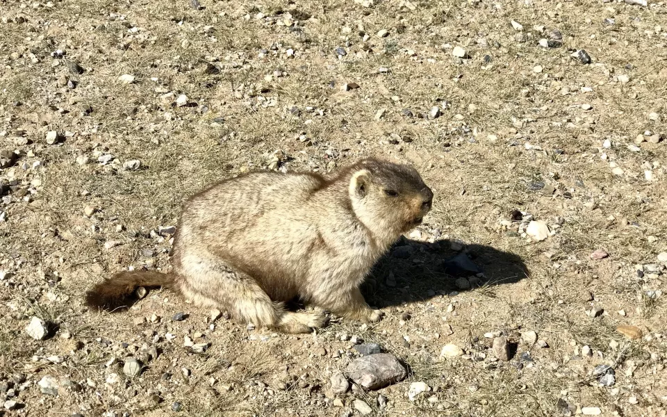 Житель Монголии заболел бубонной чумой неподалеку от Республики Алтай