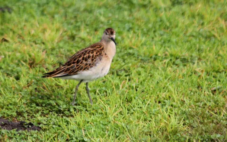 Редкую птицу турухтан заметили в Алтайском заповеднике