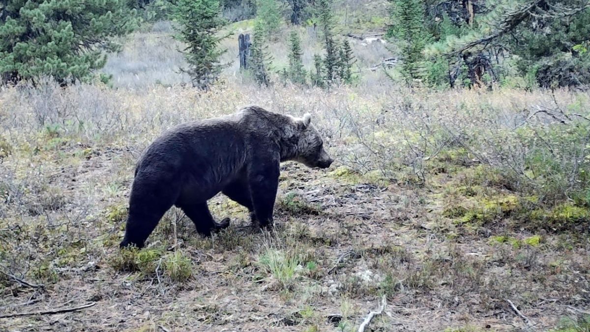 Медведи в алтайском заповеднике