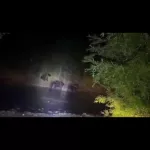 В Республике Алтай около десяти медведей отужинали тушей неизвестного животного
