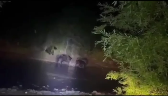 В Республике Алтай около десяти медведей отужинали тушей неизвестного животного