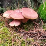 Необычные грибы находят в алтайских лесах: какие можно есть, а какие лучше обходить