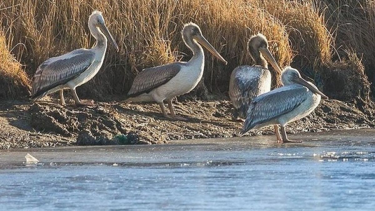 Десять "заблудившихся" пеликанов выпустят на волю в Алтайском заказнике