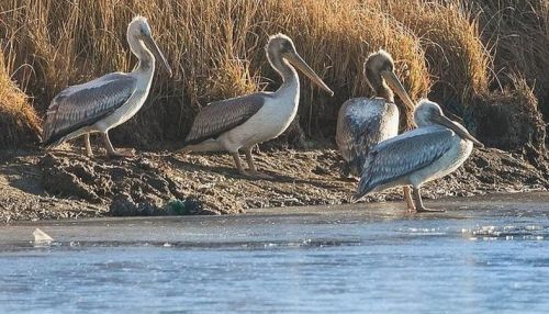 Десять заблудившихся пеликанов выпустят на волю в Алтайском заказнике