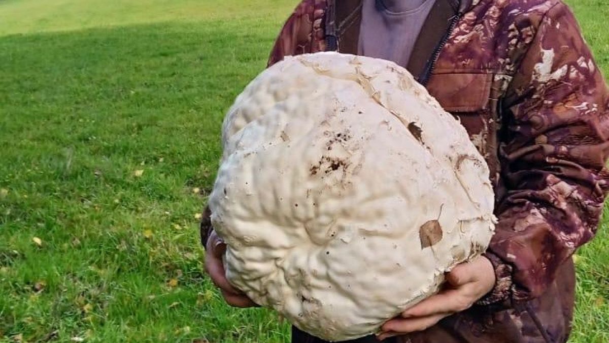 Гигантский дождевик в Республике Алтай