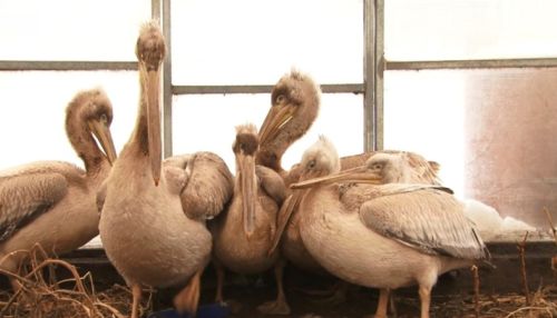 Десять кудрявых пеликанов отпустят на свободу в Барнауле