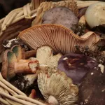 Вкуснее белых: обделенные вниманием алтайские грибы, достойные мишленовской тарелки