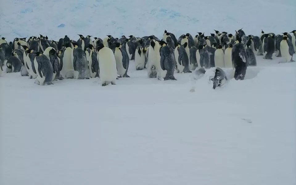 Российские полярники спасли из ледяного плена пингвиненка. Трогательное видео
