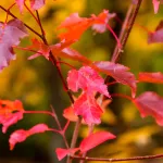 До +18 и без осадков: тепло из Центральной Азии согреет Алтайский край