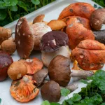 Как приготовить алтайские грибы, чтобы получилось незабываемо вкусно