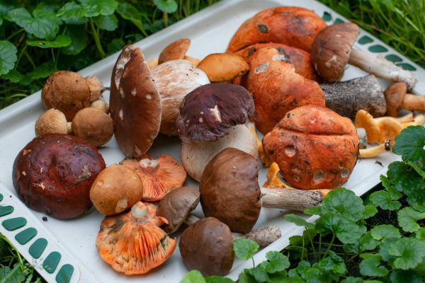 Как приготовить алтайские грибы, чтобы получилось незабываемо вкусно