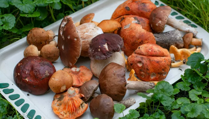 Кулинарные шедевры за пять минут: как приготовить рыжики, белые и опята по-сибирски