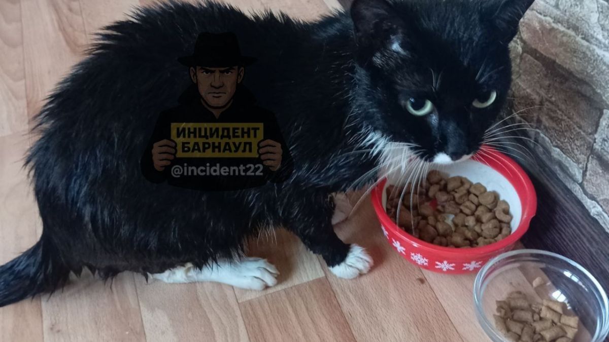 Спасенный кот