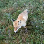 Жительница Алтайского края рассказала о встрече нос к носу с лисой