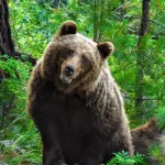 День медведя: подборка снимков царя леса с фотоловушек в Алтайском заповеднике