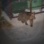 Медведи патрулируют мусорные баки и атакуют прохожих в Сочи. Видео