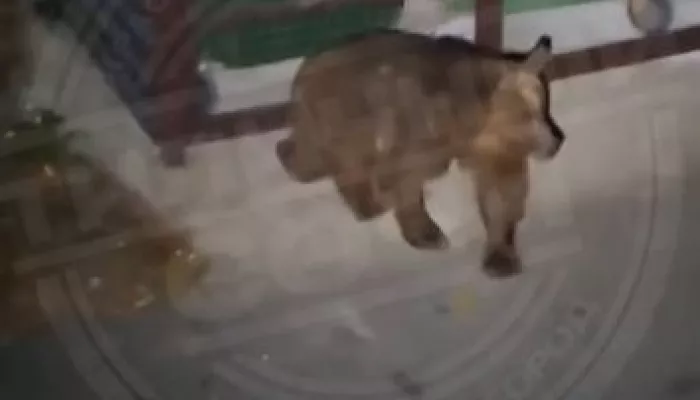 Медведи патрулируют мусорные баки и атакуют прохожих в Сочи. Видео