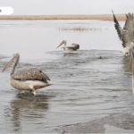 Спасенных на Алтае краснокнижных пеликанов вернули в дикую природу