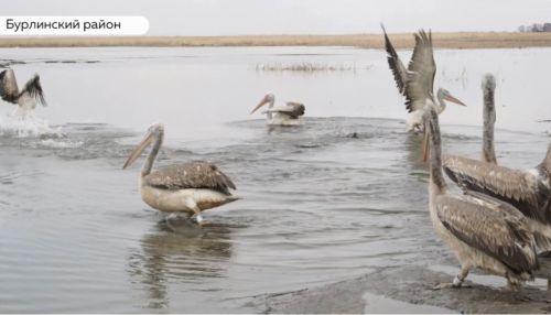 Спасенных на Алтае краснокнижных пеликанов вернули в дикую природу