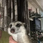 Обожает корм для котят премиум-класса: в Барнауле продают суриката. Фото