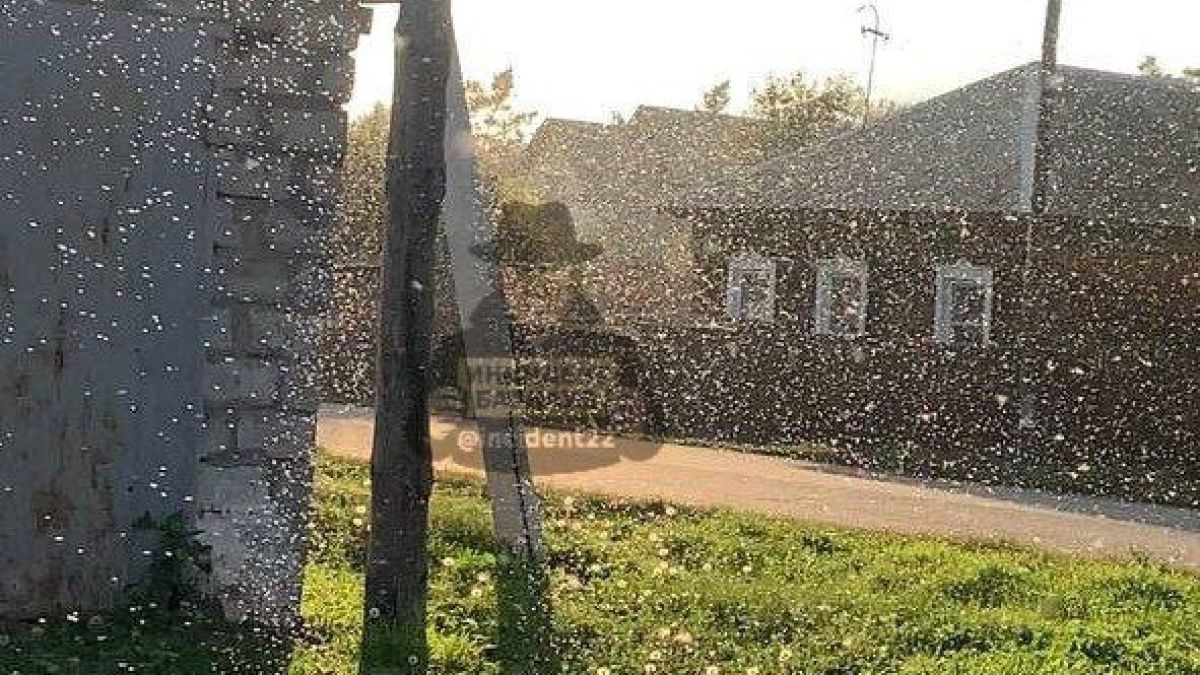 Рой мошек в Алейске