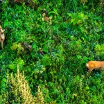 Алтайский заповедник показал брачное фото косуль в прителецкой тайге