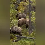 На озере в Республике Алтай засняли, как медведи обедают брусникой