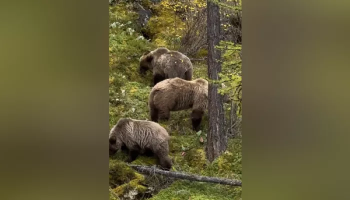 На озере в Республике Алтай засняли, как медведи обедают брусникой