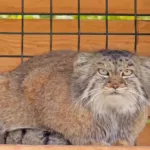 Пухлый манул Пепе из барнаульского зоопарка активно готовится к зиме. Видео