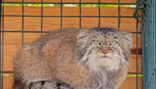 Пухлый манул Пепе из барнаульского зоопарка активно готовится к зиме. Видео