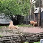 Кормили из бутылочки: что известно о животных, погибших в Новосибирском зоопарке