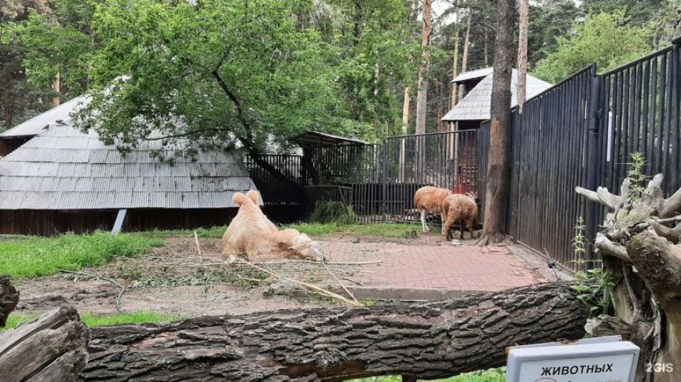 Вольер, где жили животные