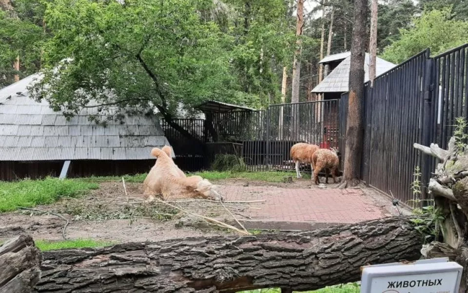 Кормили из бутылочки: что известно о животных, погибших в Новосибирском зоопарке