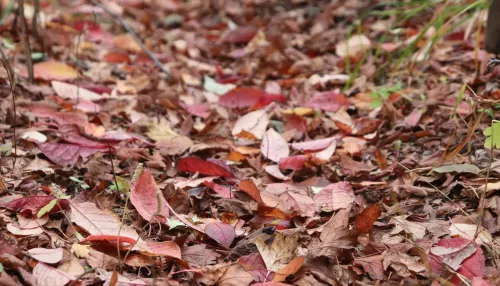 До +17 и без осадков: какая погода ожидается в Республике Алтай в ближайшие дни