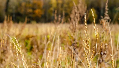 Пик тепла до +11 градусов наступит в Алтайском крае в выходные