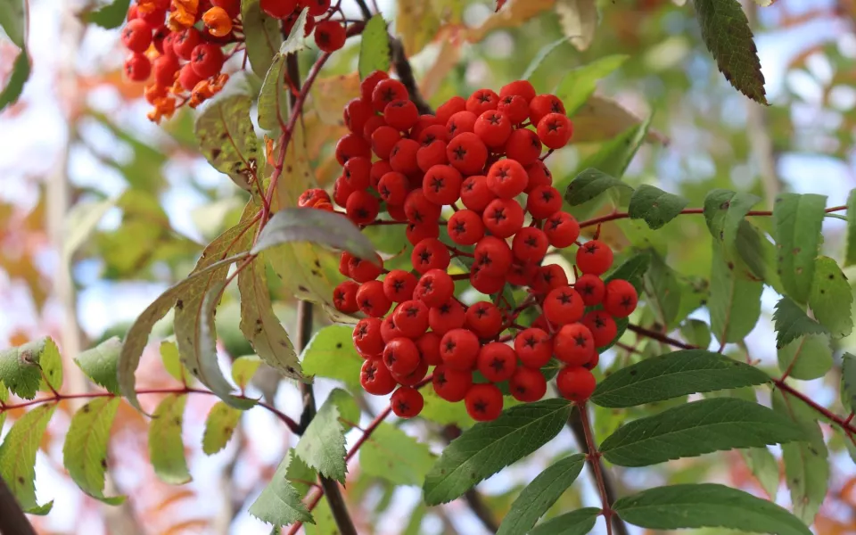 Теплые дни прогнозируют в Алтайском крае в начале октября
