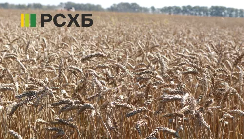 РСХБ: 13 млрд рублей направлено на финансирование сезонных работ на Алтае