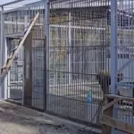 Семейству бенгальских тигров в барнаульском зоопарке расширили вольер