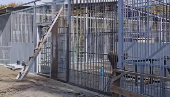 Семейству бенгальских тигров в барнаульском зоопарке расширили вольер