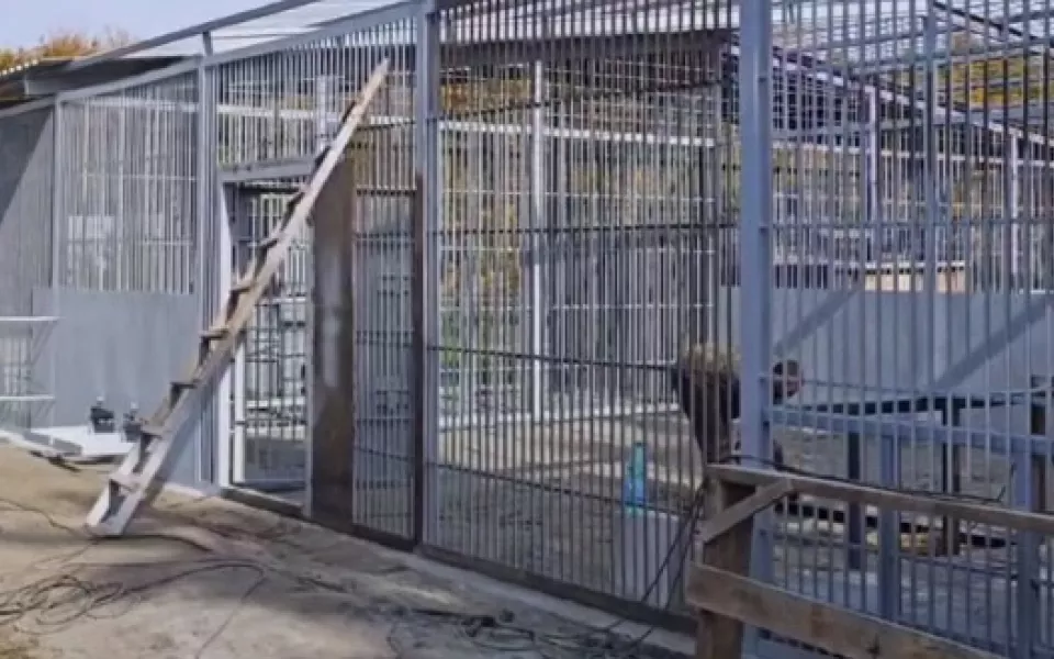 Семейству бенгальских тигров в барнаульском зоопарке расширили вольер