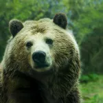 Медведь спустился в село под Сочи и перепугал жителей. Видео