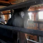 Грузовик с табуном лошадей остановили на границе Алтайского края