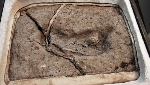 Обнаружен самый древний человеческий след в Америке