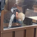 Жалоба на приговор барнаульскому маньяку Манишину поступила в Алтайский краевой суд