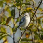 Алтайский фотограф сняла слет редких осенних птиц. Рассматриваем пернатых красавчиков