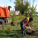 Осенью в Барнауле высадят тысячи деревьев, кустарников и десятки тысяч цветов