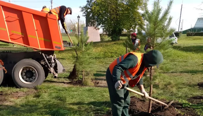 Осенью в Барнауле высадят тысячи деревьев, кустарников и десятки тысяч цветов