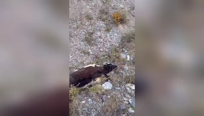 В Республике Алтай неравнодушные помогли малышу-яку, сбитому машиной. Видео